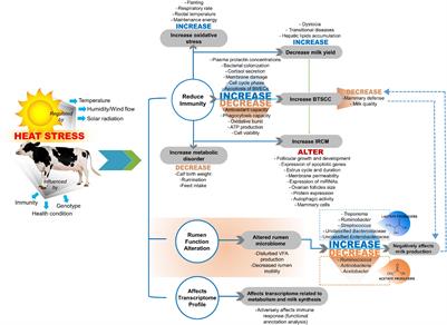 Heat Stress: Effects on Rumen Microbes and Host Physiology, and Strategies to Alleviate the Negative Impacts on Lactating Dairy Cows